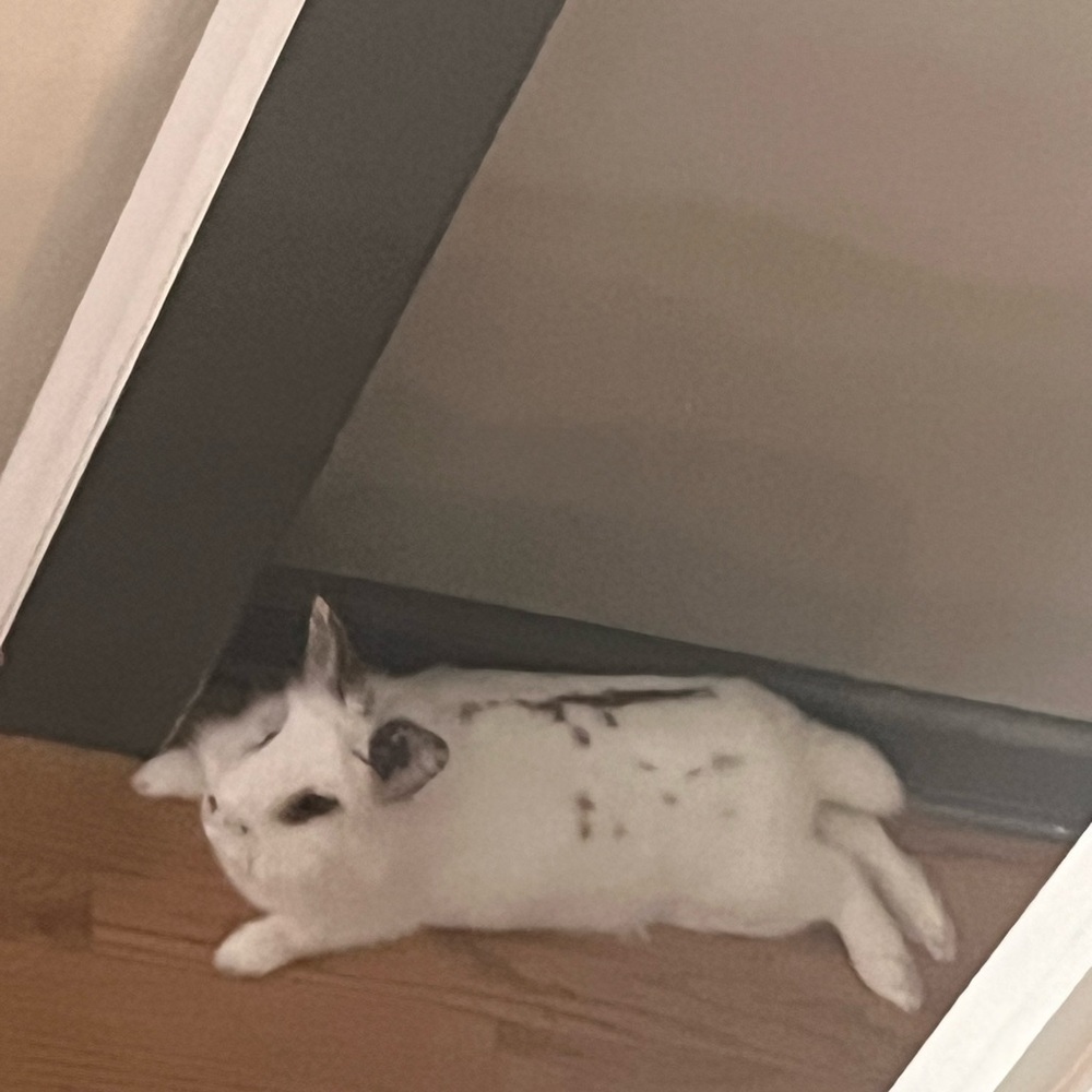 Penelope Mack White and Black Small Pet Rabbit